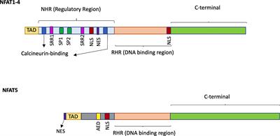 Role of NFAT in Chronic Lymphocytic Leukemia and Other B-Cell Malignancies